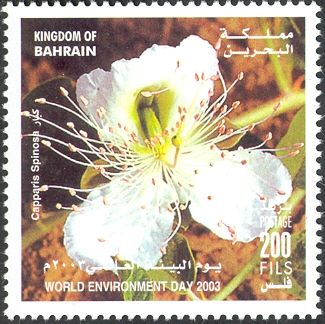 Capparis spinosa