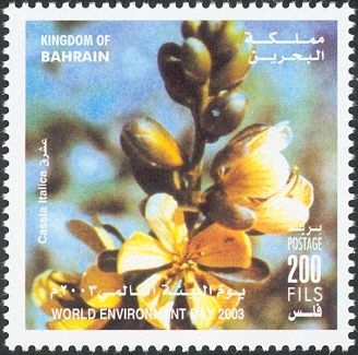 Cassia italica