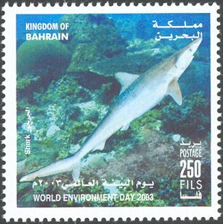 School Shark (Galeorhinus galeus)
