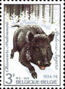 Wild Boar (Sus scrofa)
