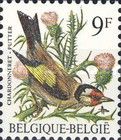 European Goldfinch (Carduelis carduelis)