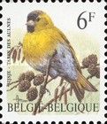 Eurasian Siskin (Carduelis spinus)
