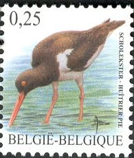 Eurasian Oystercatcher (Haematopus ostralegus)