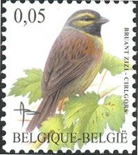 Cirl Bunting (Emberiza cirlus)
