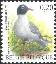Mediterranean Gull (Larus melanocephalus)