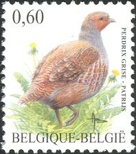 Gray Partridge (Perdix perdix)