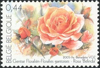 Rosa "Belinda"