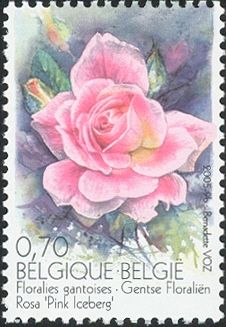 Rosa "Pink Iceberg"