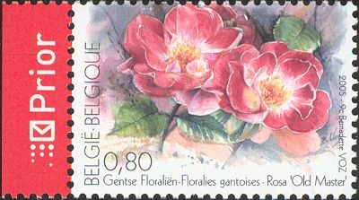 Rosa "Old Master"