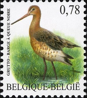 Black-tailed Godwit (Limosa limosa)