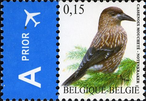 Spotted Nutcracker (Nucifraga caryocatactes)