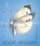 Large White (Pieris brassicae) - Bottom Imperforate