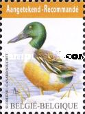 Northern Shoveler (Spatula clypeata)
