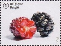 Forgotten fruit: Black Mulberry
