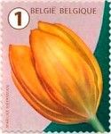 Tulip