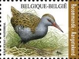 Water Rail (Rallus aquaticus)