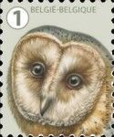 Barn Owl (Tyto alba)