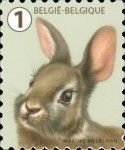 European Rabbit (Oryctolagus cuniculus)