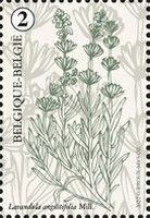 English Lavender (Lavandula angustifolia)