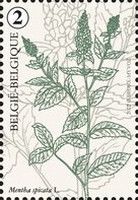 Spearmint (Mentha spicata)