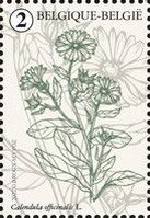 Pot Marigold (Calendula officinalis)