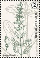 Sage (Salvia officinalis)