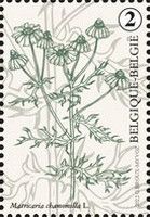 German Chamomile (Matricaria chamomilla)