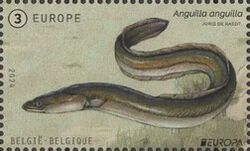 European Eel (Anguilla anguilla)