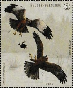 Western Marsh Harrier (Circus aeruginosus)