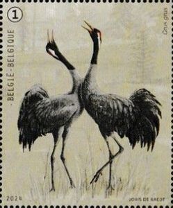 Common Crane (Grus grus)