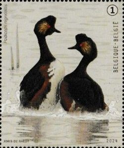 Black-Necked Grebe (Podiceps nigricollis)