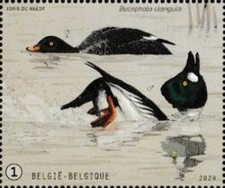 Goldeneye (Bucephala clangula)