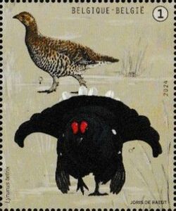 Black Grouse (Lyrurus tetrix)