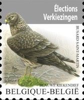 Hen Harrier (Circus cyaneus)