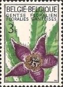 Starfish Flower (Stapelia hirsuta)
