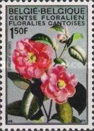Camelias (Camelia japonica)