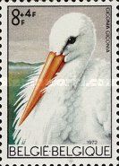 White Stork (Ciconia ciconia)
