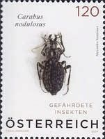 Hygrophilous Ground Beetle (Carabus nodulosus)