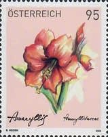 Amaryllis