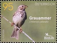 Corn Bunting (Emberiza calandra)