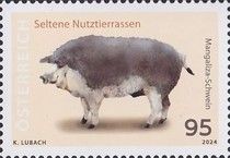 Mangaliza Pigs