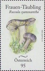 Charcoal Burner (Russula cyanoxantha)