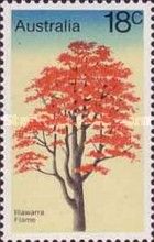 Illawarra Flame Tree (Brachychiton acerifolius)