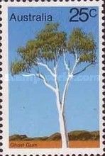 Ghost Gum (Corymbia aparrerinja)