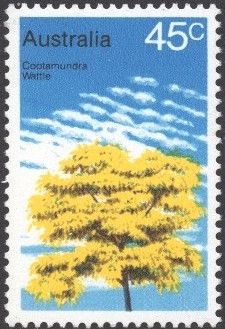 Cootamundra Wattle (Acacia baileyana)