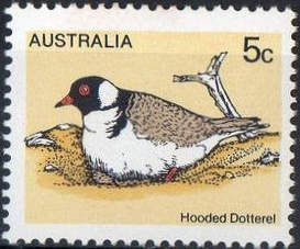 Hooded Dotterel (Thinornis cucullatus)