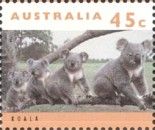 Koala (Phascolarctos cinereus)