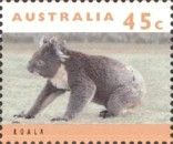 Koala (Phascolarctos cinereus)