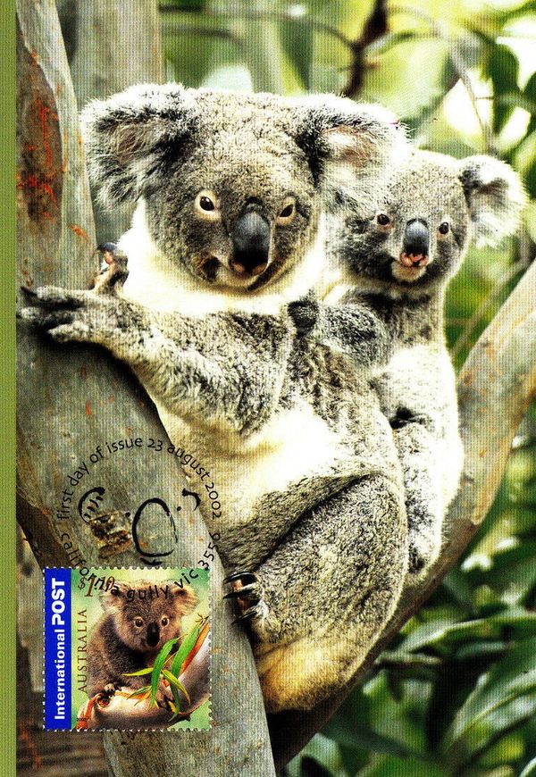 Koala (Phascolarctos cinereus)