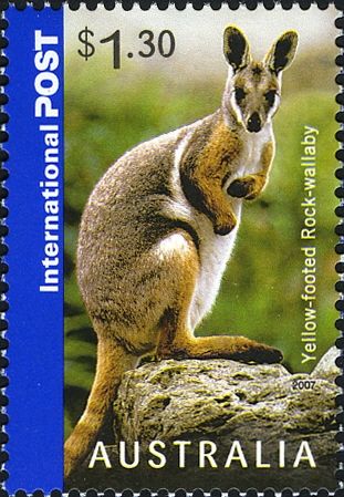 Yellow-footed Rock Wallaby